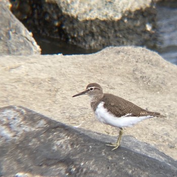 イソシギ 東京港野鳥公園 2022年9月11日(日)