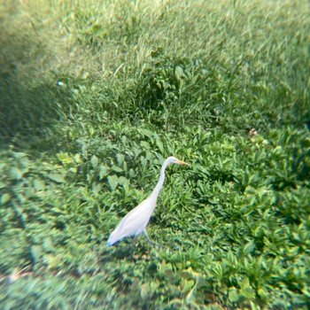 Great Egret Tokyo Port Wild Bird Park Sun, 9/11/2022