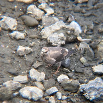 White-cheeked Starling Tokyo Port Wild Bird Park Sun, 9/11/2022