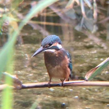 2022年9月11日(日) 東京港野鳥公園の野鳥観察記録