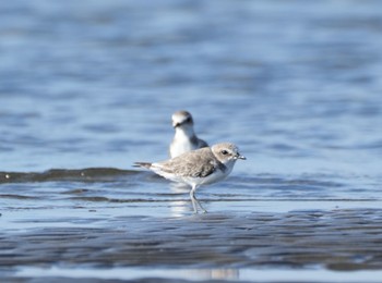 Kentish Plover Sambanze Tideland Sat, 9/10/2022