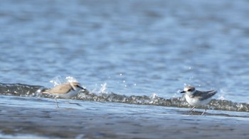 Kentish Plover Sambanze Tideland Sat, 9/10/2022