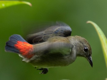 Scarlet-backed Flowerpecker Singapore Botanic Gardens Sun, 9/11/2022