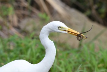 チュウサギ 東京港野鳥公園 2022年9月11日(日)