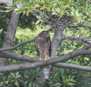 オオタカ 東京港野鳥公園 2022年9月11日(日)