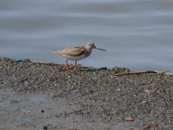 2022年9月11日(日) 藤前干潟の野鳥観察記録