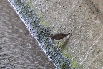 2022年9月10日(土) 等々力渓谷の野鳥観察記録