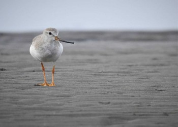 2022年9月11日(日) ふなばし三番瀬海浜公園の野鳥観察記録