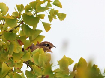 2022年9月11日(日) 見沼たんぼの野鳥観察記録