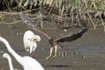 Black-crowned Night Heron Isanuma Sun, 9/4/2022