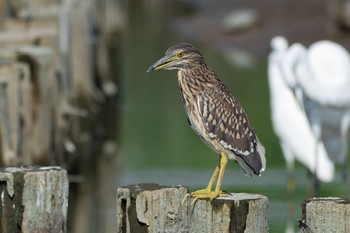 Black-crowned Night Heron Isanuma Sun, 9/4/2022