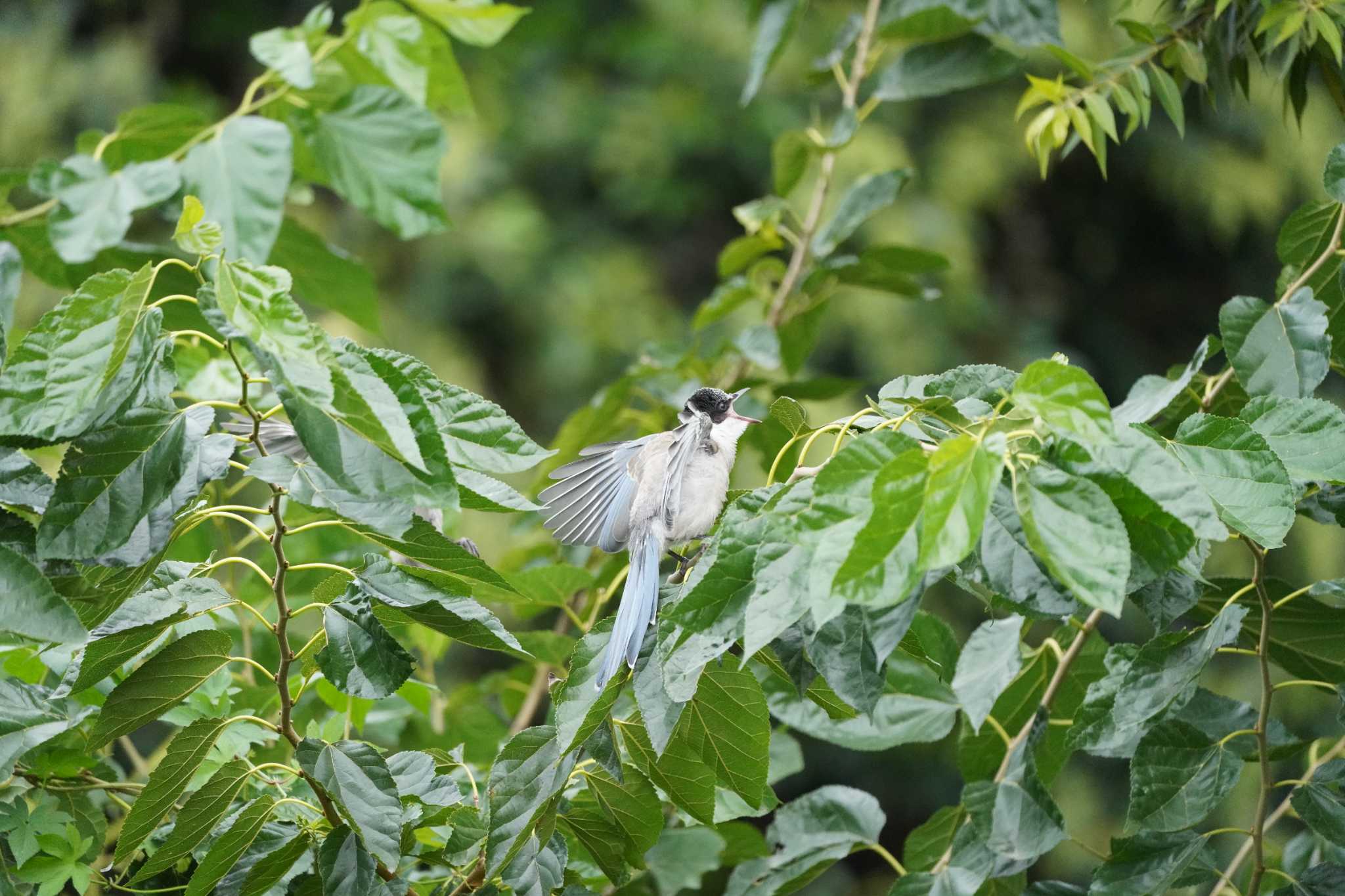 Photo of Azure-winged Magpie at 鶴見川 by ace