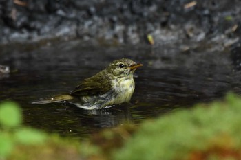 メボソムシクイ 場所が不明 2022年8月24日(水)