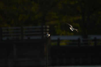 2022年9月10日(土) 伊佐沼の野鳥観察記録