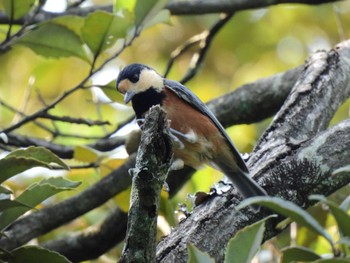 Varied Tit 愛知県森林公園 Sun, 9/11/2022