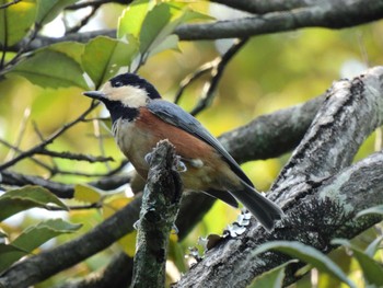 Varied Tit 愛知県森林公園 Sun, 9/11/2022