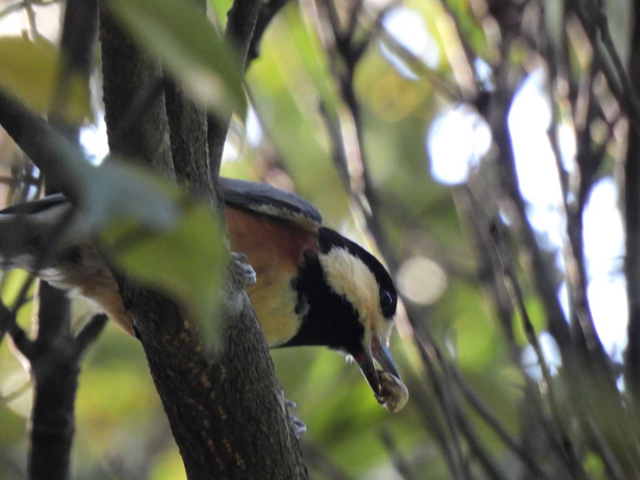 Photo of Varied Tit at 愛知県森林公園 by dokai