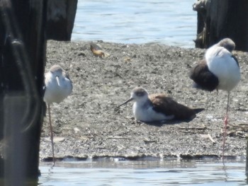 2022年9月11日(日) 伊佐沼の野鳥観察記録