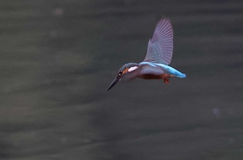 Common Kingfisher 愛知県 Fri, 9/9/2022