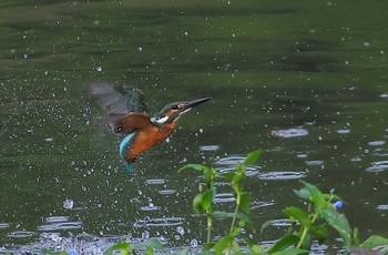 Common Kingfisher 愛知県 Fri, 9/9/2022
