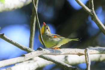 ソウシチョウ 埼玉県県民の森 2022年9月11日(日)