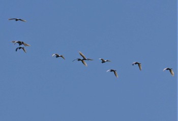 ダイサギ 弥富野鳥園 2022年9月11日(日)