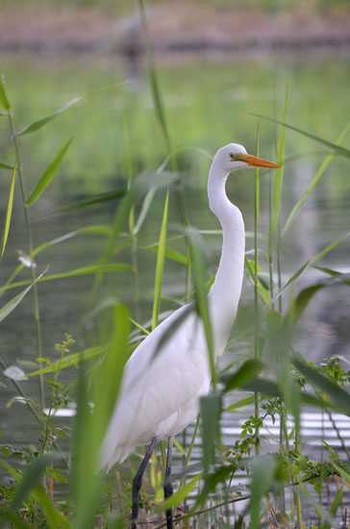 ダイサギ 静岡県東部 撮影日未設定