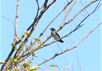 エゾビタキ 弥富野鳥園 2022年9月11日(日)