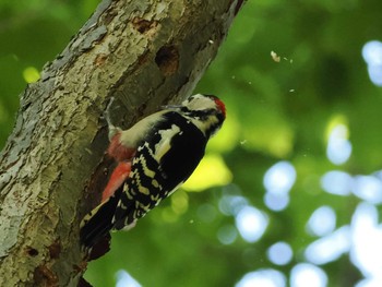 2022年9月11日(日) 旭山記念公園の野鳥観察記録