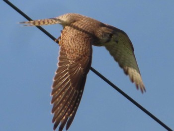 チョウゲンボウ 宮城県 鳥の海 2022年9月11日(日)