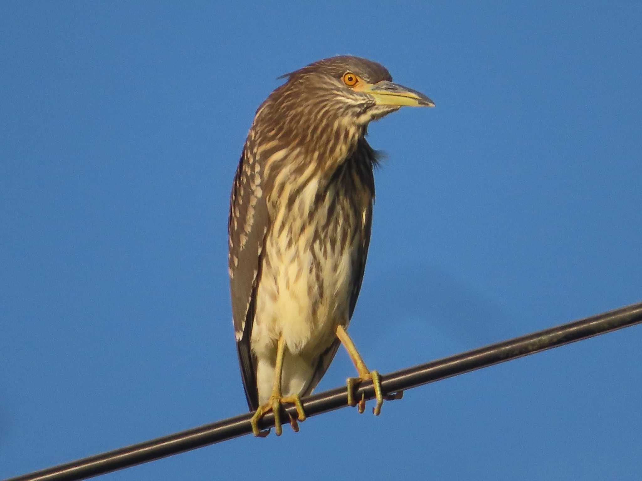 Black-crowned Night Heron