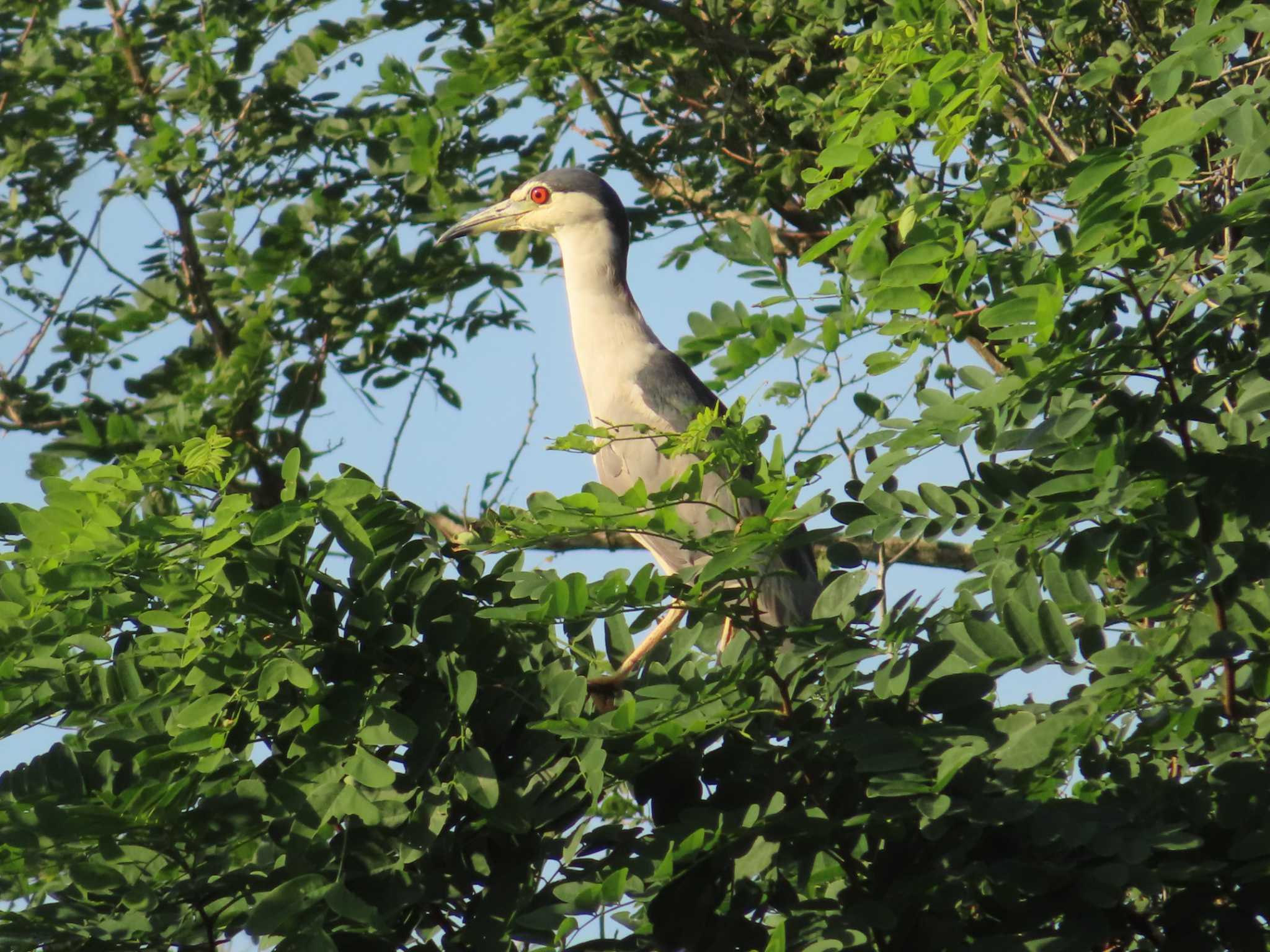 Black-crowned Night Heron