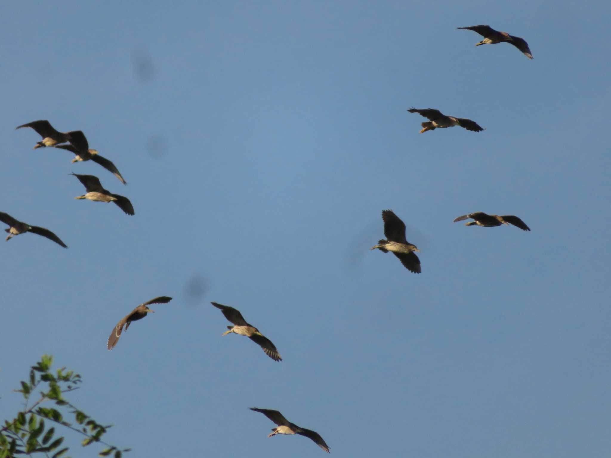 Black-crowned Night Heron