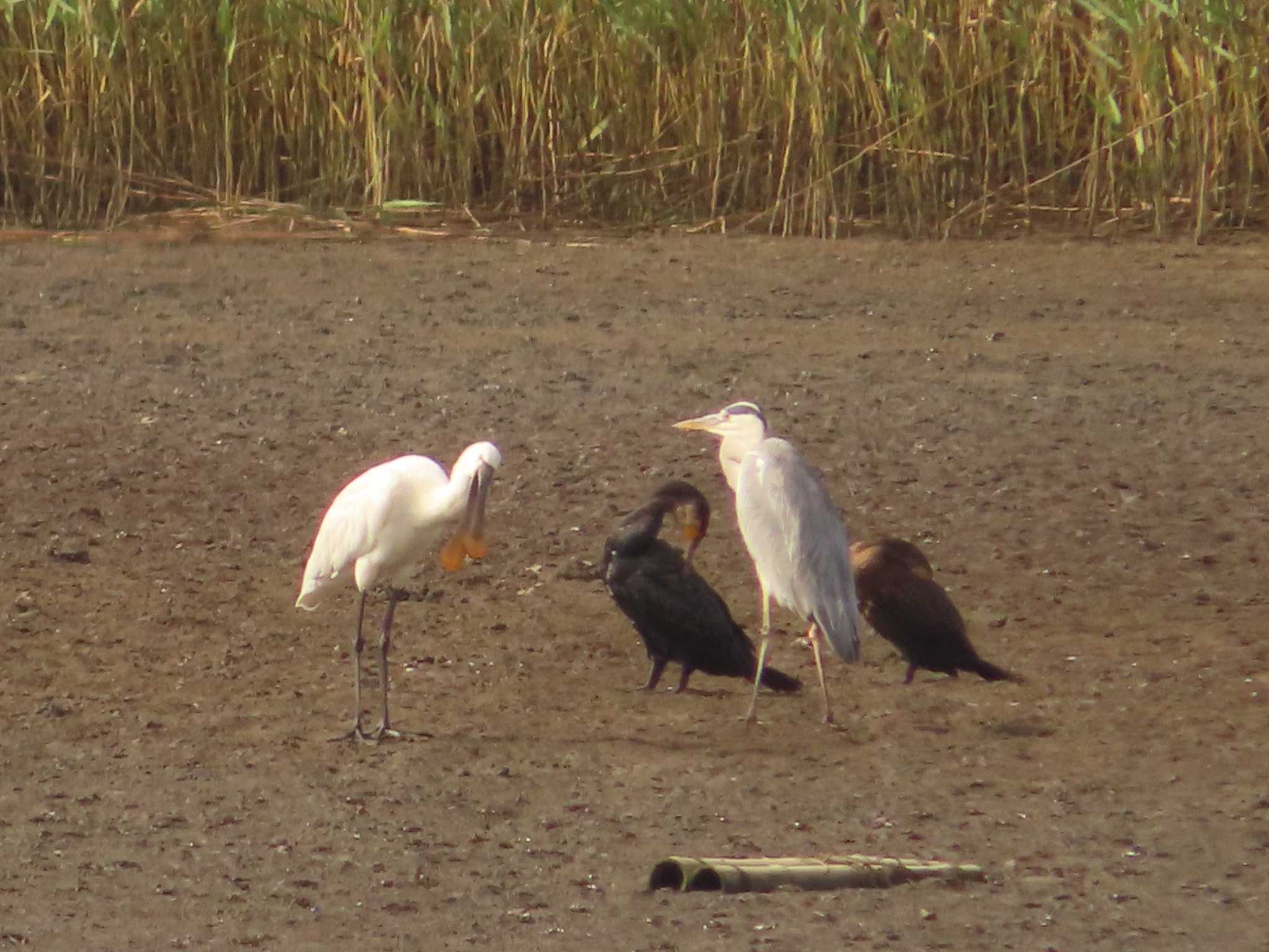 Eurasian Spoonbill