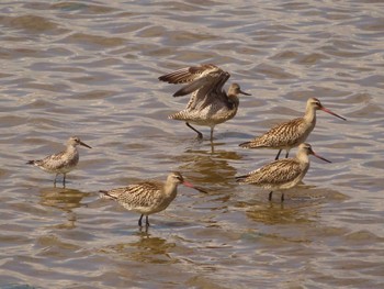 オオソリハシシギ 宮城県 鳥の海 2022年9月11日(日)