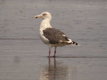 オオセグロカモメ 宮城県 鳥の海 2022年9月11日(日)