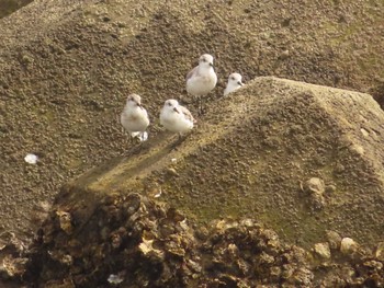 ミユビシギ 宮城県 鳥の海 2022年9月11日(日)