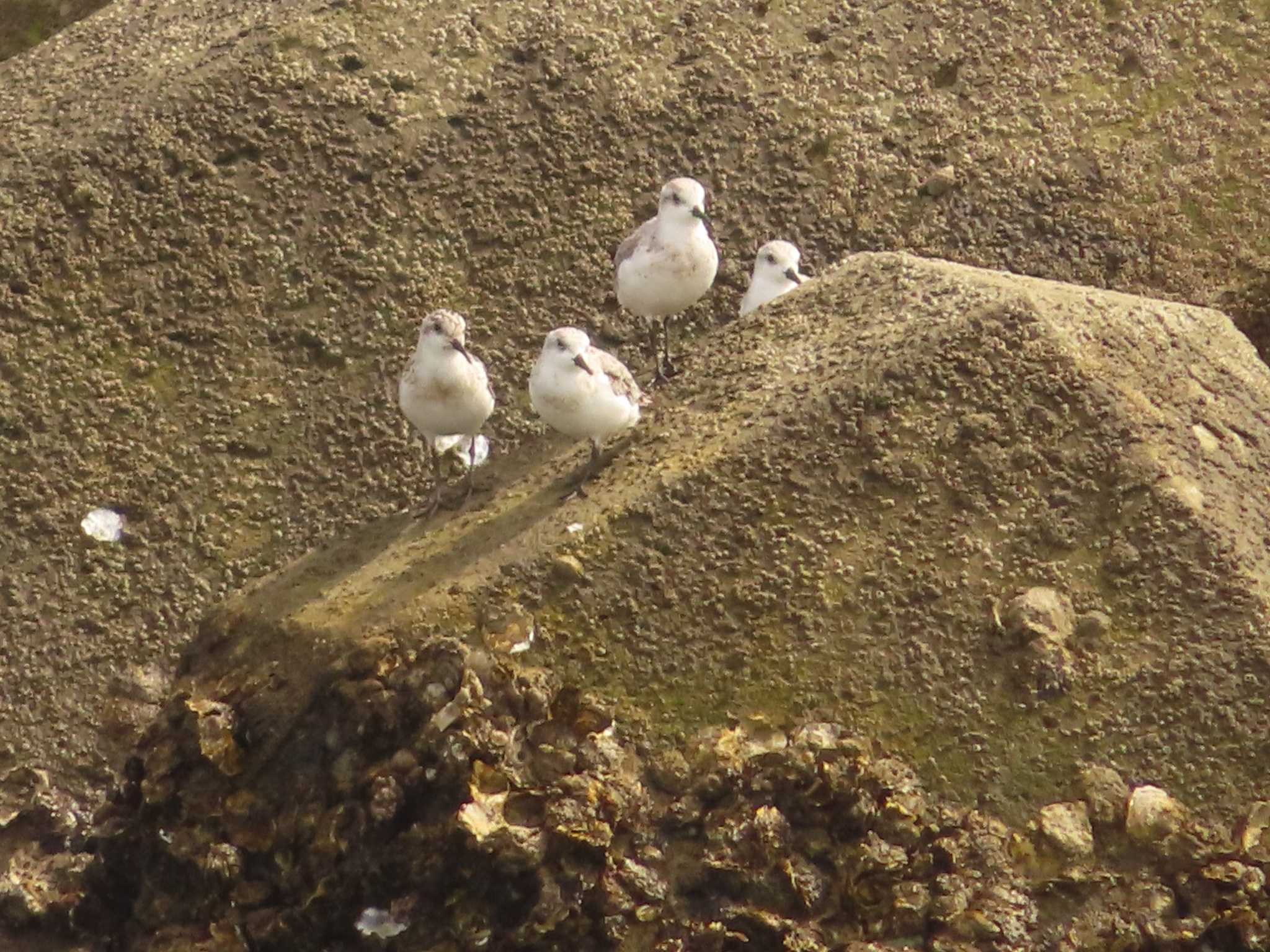 Sanderling