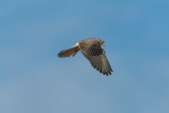 2022年9月10日(土) 明石市の野鳥観察記録