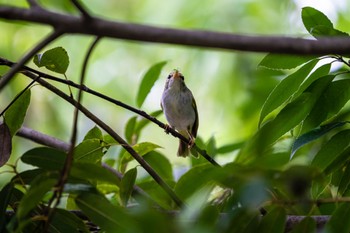 2022年9月11日(日) 薬師池公園の野鳥観察記録