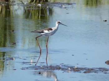 2022年9月11日(日) 浮島ヶ原自然公園の野鳥観察記録