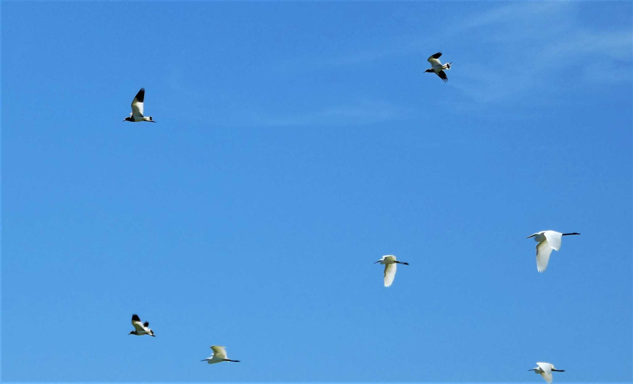 Grey-headed Lapwing