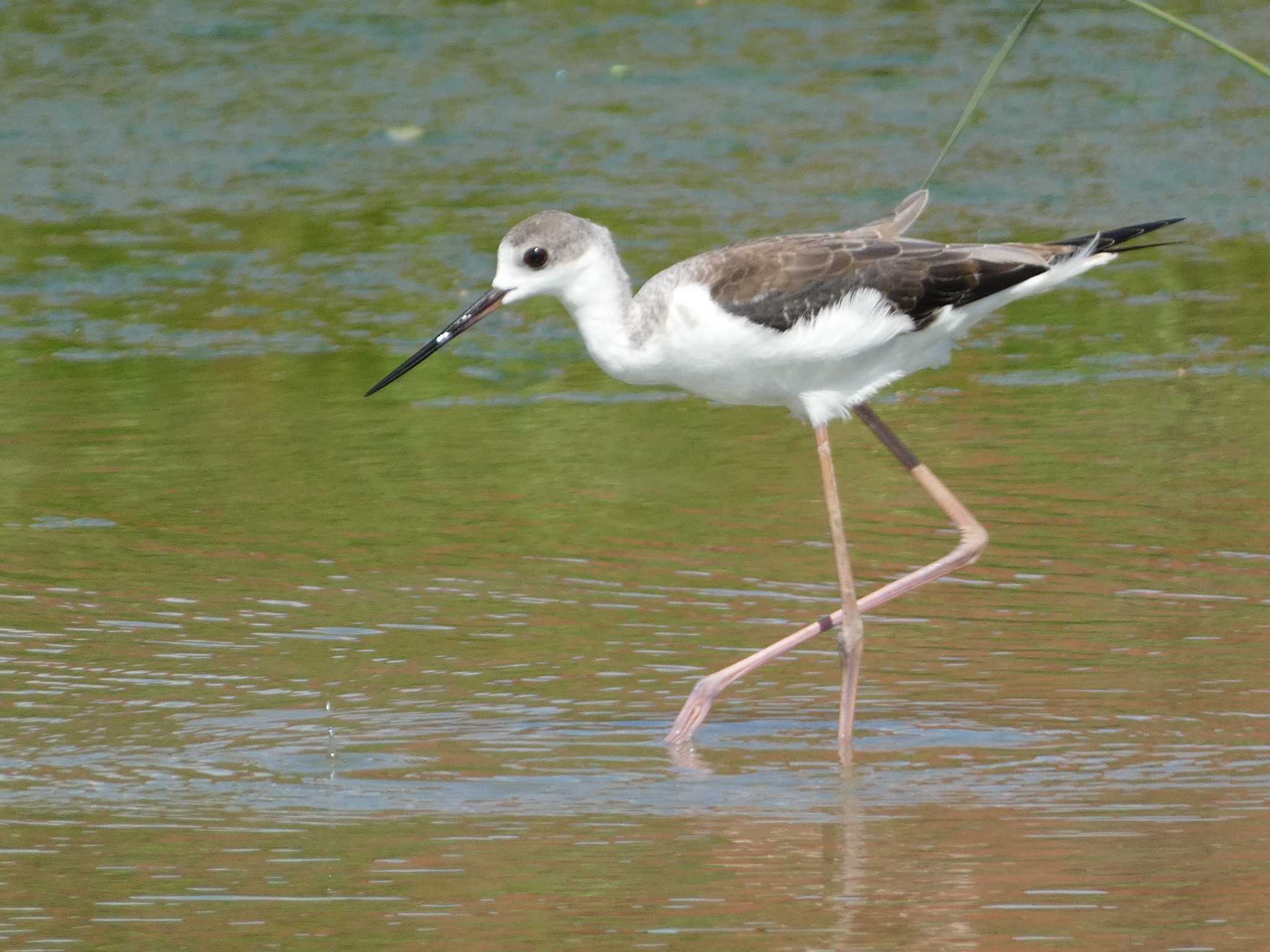 Black-winged Stilt