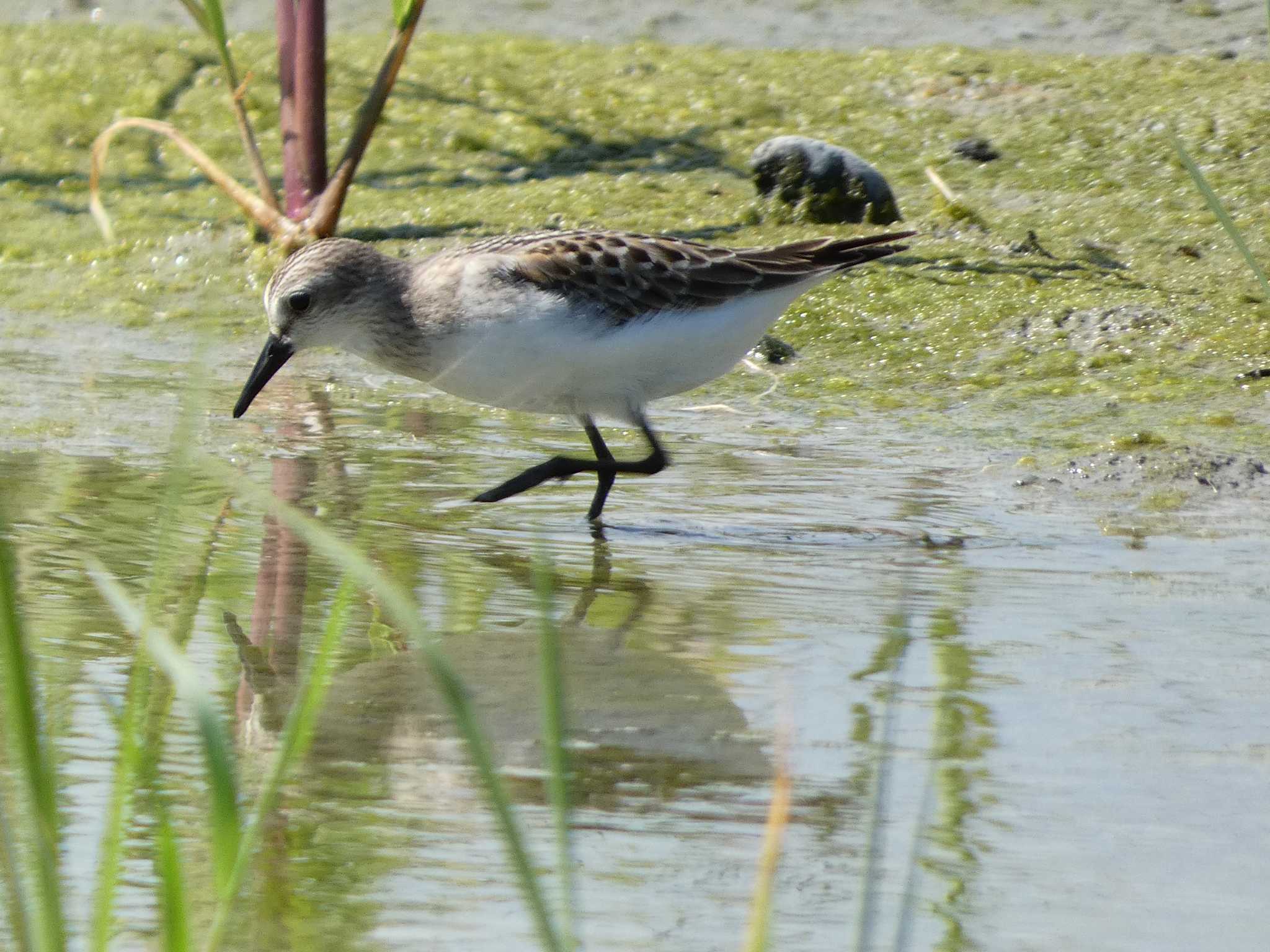 Red-necked Stint