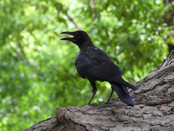 2022年9月10日(土) 服部緑地の野鳥観察記録