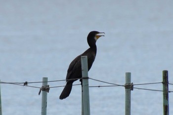 Great Cormorant 草津下物 Sun, 9/11/2022