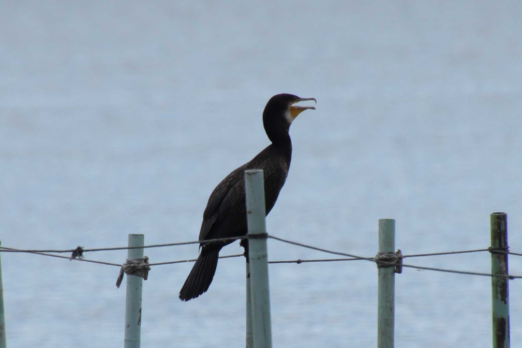 Great Cormorant