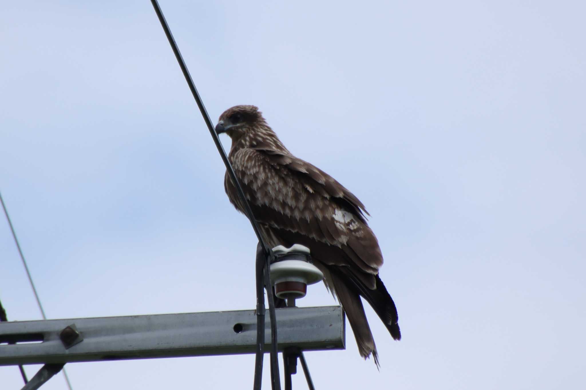 Black Kite