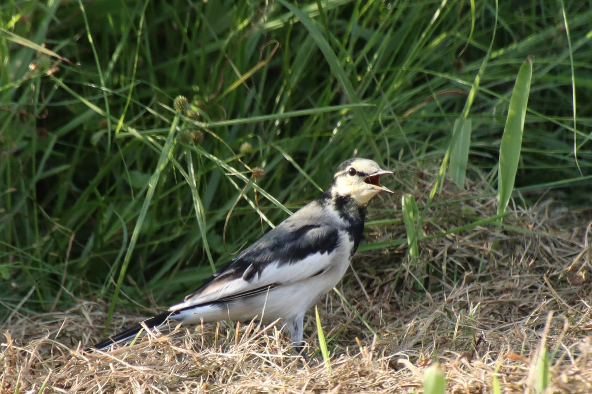 White Wagtail