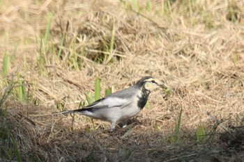 White Wagtail 草津下物 Sun, 9/11/2022